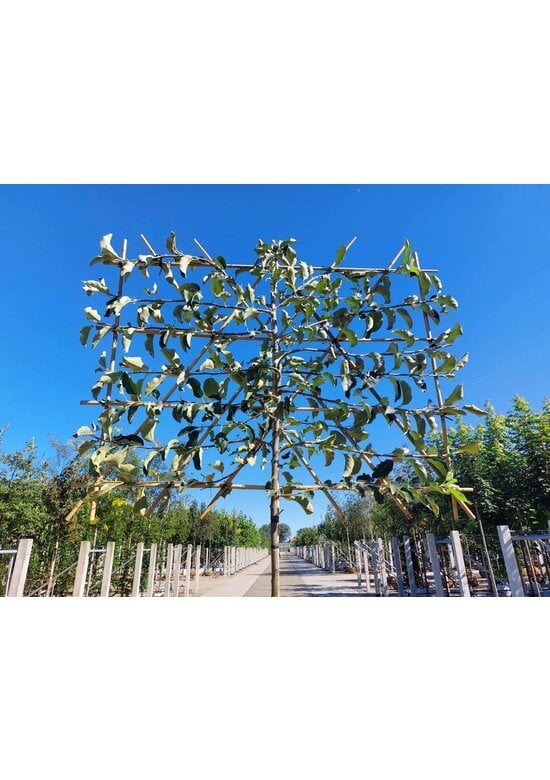 Apfel Spalierbaum 'Jonagold' | Malus domestica 'Jonagold'