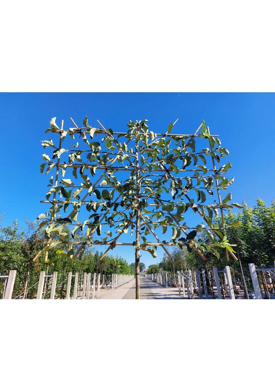 Apfel Spalierbaum 'Jonagold' | Malus domestica 'Jonagold'