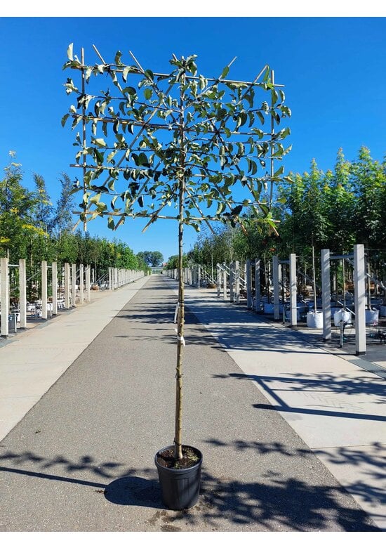 Apfel Spalierbaum 'Jonagold' | Malus domestica 'Jonagold'