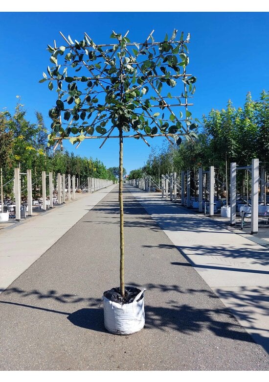 Apfel Spalierbaum 'Rode Boskoop' | Malus domestica 'Rode Boskoop'
