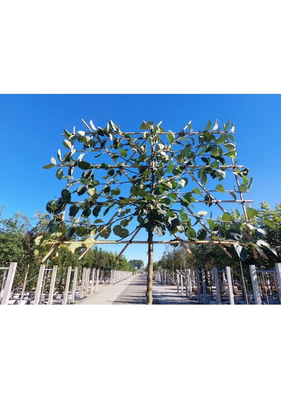 Apfel Spalierbaum 'Rode Boskoop' | Malus domestica 'Rode Boskoop'