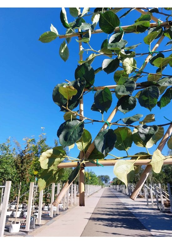 Apfel Spalierbaum 'Rode Boskoop' | Malus domestica 'Rode Boskoop'