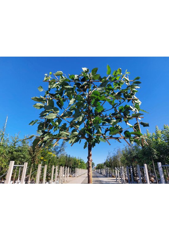 Süßkirsche 'Hedelfinger Riesenkirsche' - Spalierbaum | Prunus 'Hedelfinger Riesenkirsche'