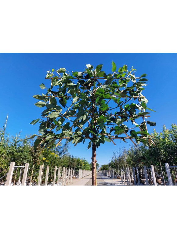Süßkirsche 'Hedelfinger Riesenkirsche' - Spalierbaum | Prunus 'Hedelfinger Riesenkirsche' Süßkirsche 'Hedelfinger Riesenkirsche' - Spalierbaum | Prunus 'Hedelfinger Riesenkirsche'