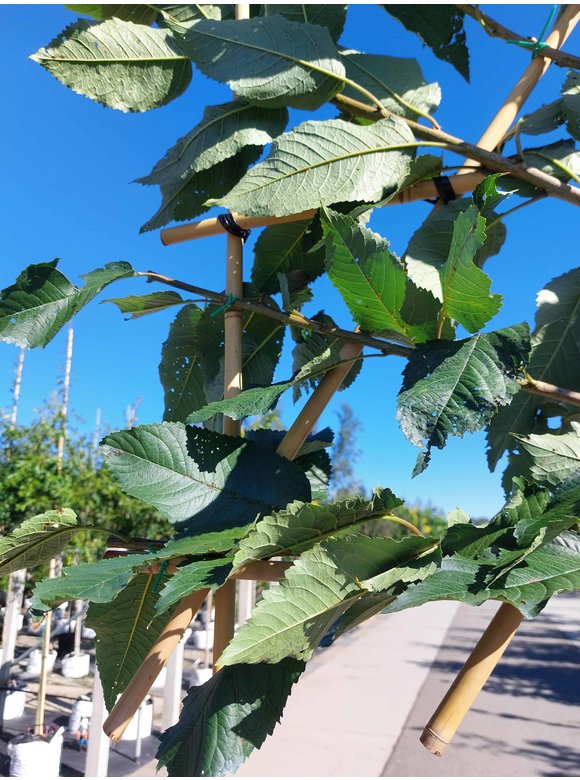 Süßkirsche 'Hedelfinger Riesenkirsche' - Spalierbaum | Prunus 'Hedelfinger Riesenkirsche' Süßkirsche 'Hedelfinger Riesenkirsche' - Spalierbaum | Prunus 'Hedelfinger Riesenkirsche'