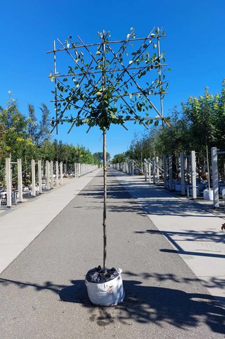 Pflaumenbaum Opal als Spalier | Prunus domestica ‘Opal'