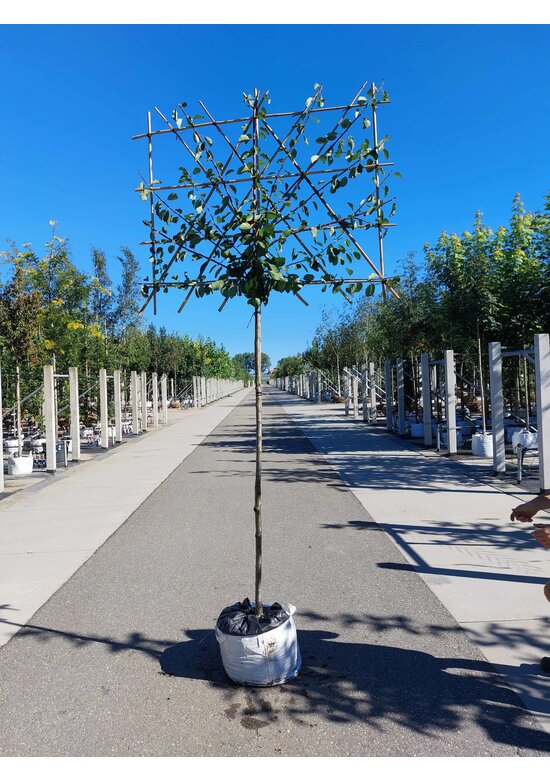 Pflaumenbaum Opal als Spalier | Prunus domestica ‘Opal'