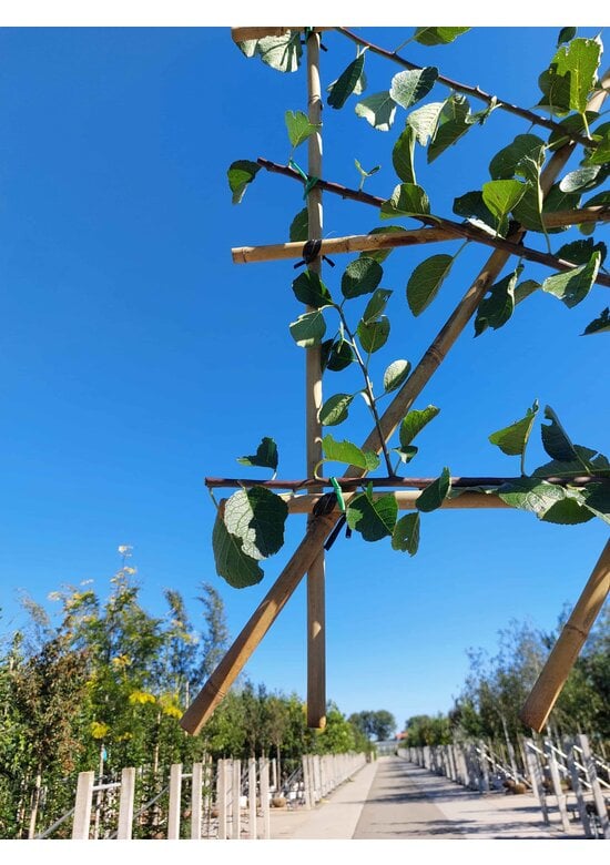 Pflaumenbaum Opal als Spalier | Prunus domestica ‘Opal'