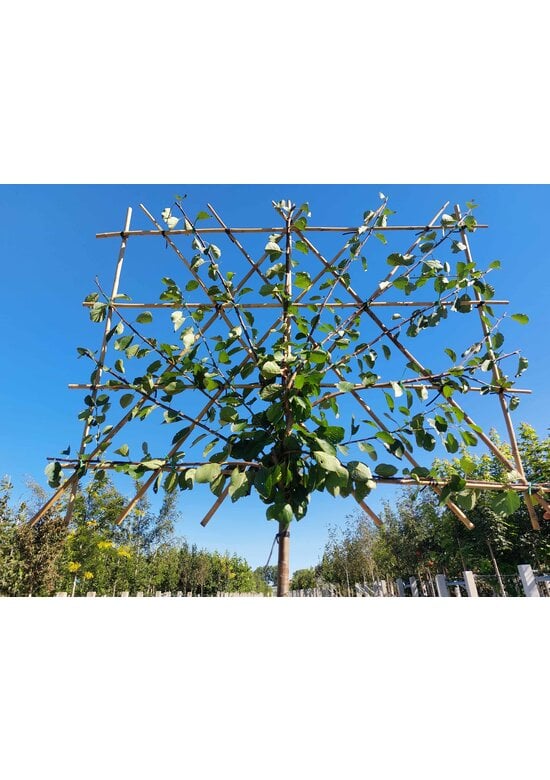 Pflaumenbaum Opal als Spalier | Prunus domestica ‘Opal'