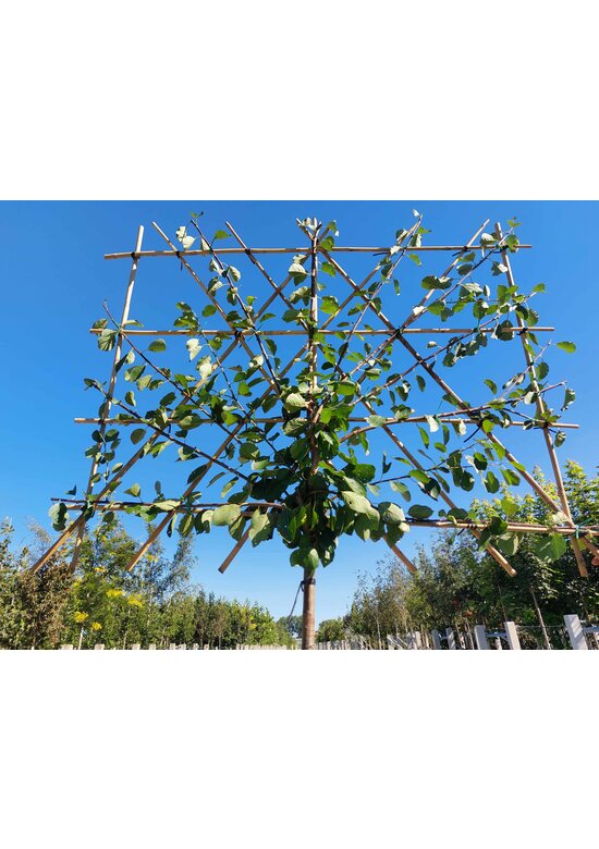 Pflaumenbaum Opal als Spalier | Prunus domestica ‘Opal'