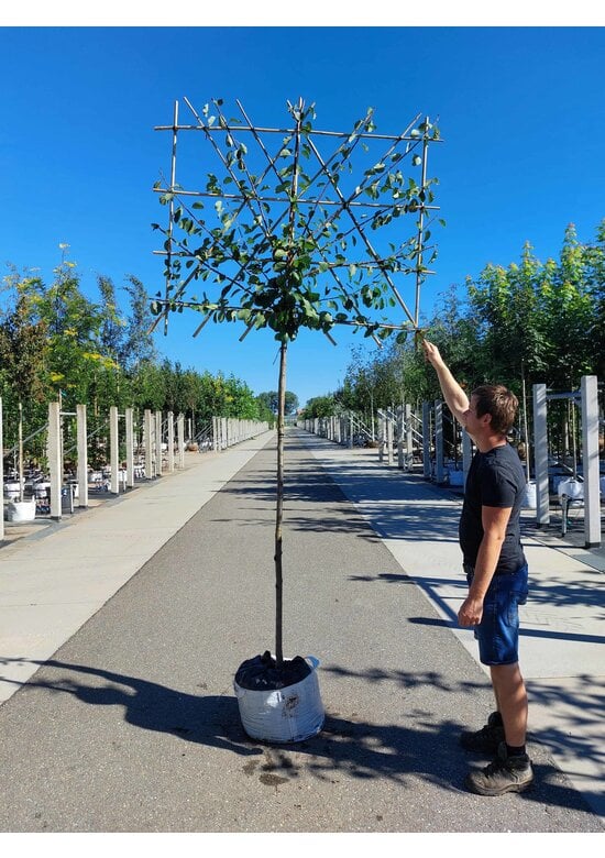 Pflaumenbaum Opal als Spalier | Prunus domestica ‘Opal'