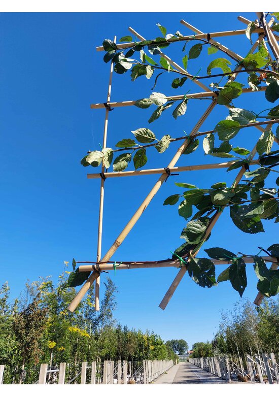 Pflaumenbaum ‘Victoria’ als Spalier | Prunus domestica ‘Victoria’ | Prunus d. ‘Victoria’