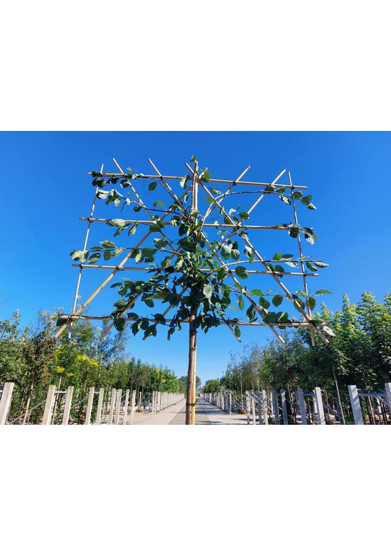 Pflaumenbaum ‘Victoria’ als Spalier | Prunus domestica ‘Victoria’ | Prunus d. ‘Victoria’