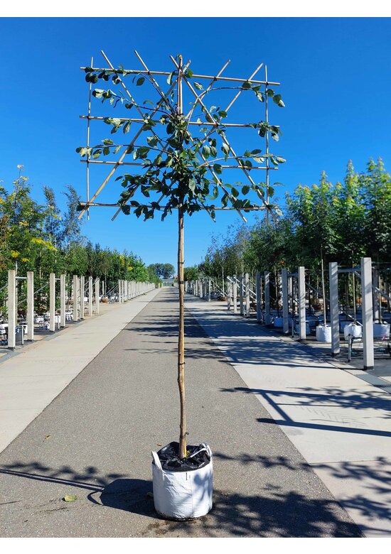 Pflaumenbaum ‘Victoria’ als Spalier | Prunus domestica ‘Victoria’ | Prunus d. ‘Victoria’