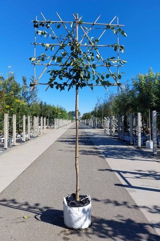 Pflaumenbaum ‘Victoria’ als Spalier | Prunus domestica ‘Victoria’ | Prunus d. ‘Victoria’