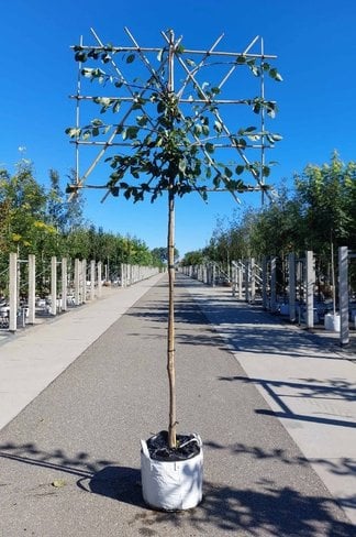 Pflaumenbaum ‘Victoria’ als Spalier | Prunus domestica ‘Victoria’ | Prunus d. ‘Victoria’ Pflaumenbaum ‘Victoria’ als Spalier | Prunus domestica ‘Victoria’ | Prunus d. ‘Victoria’