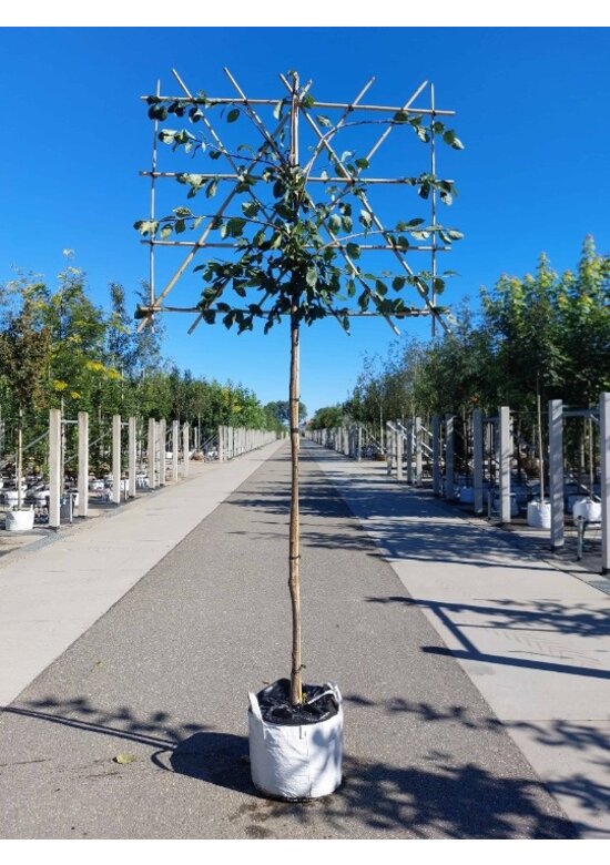 Pflaumenbaum ‘Victoria’ als Spalier | Prunus domestica ‘Victoria’ | Prunus d. ‘Victoria’