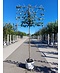 Venovi GmbH Pflaumenbaum ‘Victoria’ als Spalier | Prunus domestica ‘Victoria’ | Prunus d. ‘Victoria’