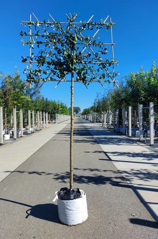 Birnenbaum 'Beurre Hardy' - Spalierbaum | Pyrus c. 'Beurre Hardy' Birnenbaum 'Beurre Hardy' - Spalierbaum | Pyrus c. 'Beurre Hardy'