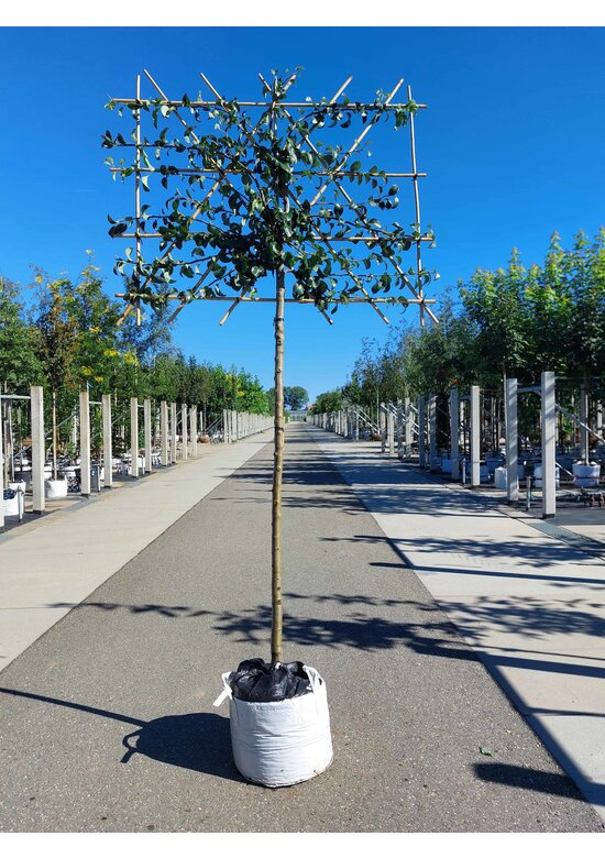 Birnenbaum 'Beurre Hardy' - Spalierbaum | Pyrus c. 'Beurre Hardy'