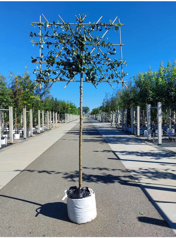 Birnenbaum 'Beurre Hardy' - Spalierbaum | Pyrus c. 'Beurre Hardy' Birnenbaum 'Beurre Hardy' - Spalierbaum | Pyrus c. 'Beurre Hardy'