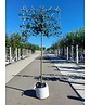Birnenbaum 'Beurre Hardy' - Spalierbaum | Pyrus c. 'Beurre Hardy'
