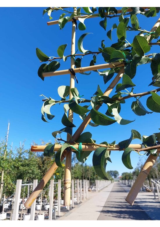 Birnenbaum 'Beurre Hardy' - Spalierbaum | Pyrus c. 'Beurre Hardy'