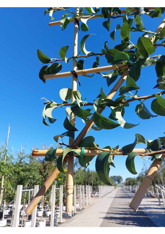 Birnenbaum 'Beurre Hardy' - Spalierbaum | Pyrus c. 'Beurre Hardy'