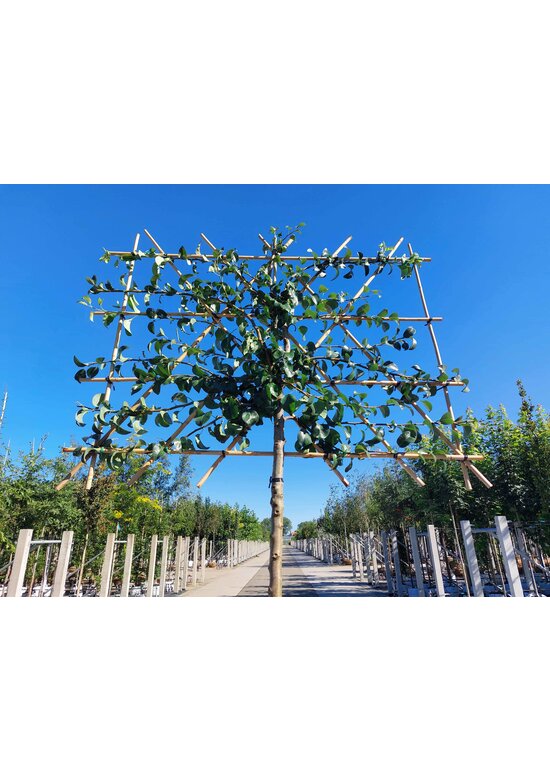 Birnenbaum 'Beurre Hardy' - Spalierbaum | Pyrus c. 'Beurre Hardy'