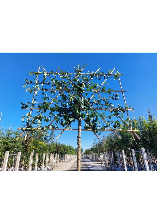 Birnenbaum 'Beurre Hardy' - Spalierbaum | Pyrus c. 'Beurre Hardy'