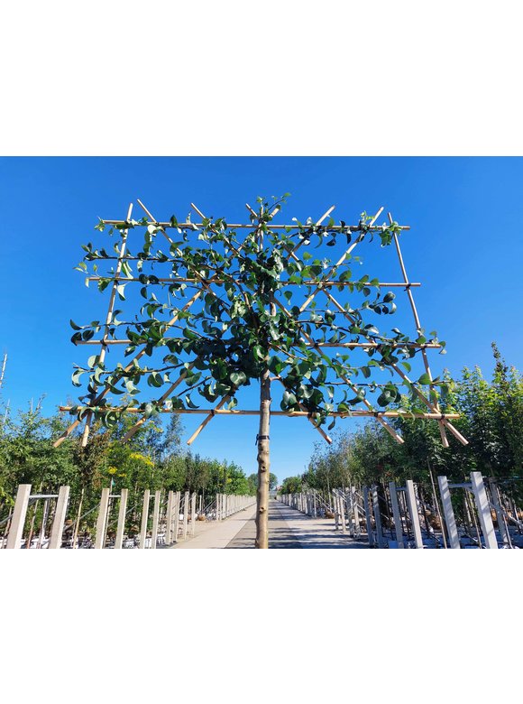 Birnenbaum 'Beurre Hardy' - Spalierbaum | Pyrus c. 'Beurre Hardy' Birnenbaum 'Beurre Hardy' - Spalierbaum | Pyrus c. 'Beurre Hardy'