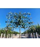 Birnenbaum 'Beurre Hardy' - Spalierbaum | Pyrus c. 'Beurre Hardy'
