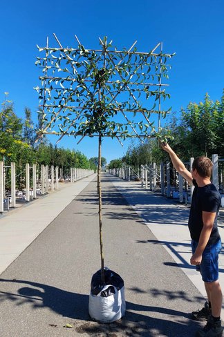 Birnenbaum 'Williams' - Spalierbaum | Pyrus c. ‘Williams’ Birnenbaum 'Williams' - Spalierbaum | Pyrus c. ‘Williams’