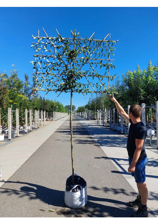 Birnenbaum 'Williams' - Spalierbaum | Pyrus c. ‘Williams’