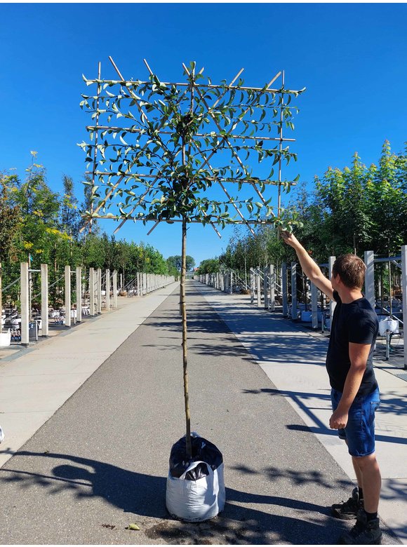 Birnenbaum 'Williams' - Spalierbaum | Pyrus c. ‘Williams’ Birnenbaum 'Williams' - Spalierbaum | Pyrus c. ‘Williams’