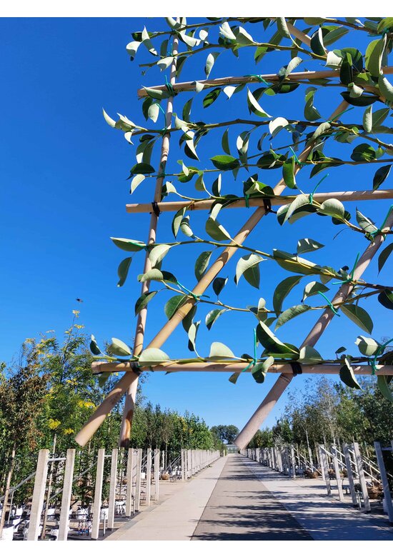 Birnenbaum 'Williams' - Spalierbaum | Pyrus c. ‘Williams’