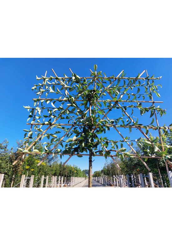 Birnenbaum 'Williams' - Spalierbaum | Pyrus c. ‘Williams’