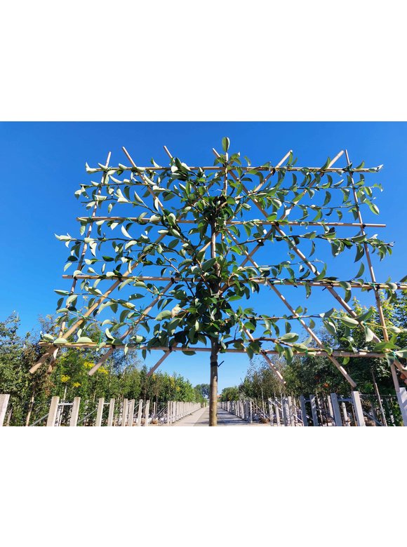 Birnenbaum 'Williams' - Spalierbaum | Pyrus c. ‘Williams’ Birnenbaum 'Williams' - Spalierbaum | Pyrus c. ‘Williams’