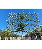 Birnenbaum 'Williams' - Spalierbaum | Pyrus c. ‘Williams’