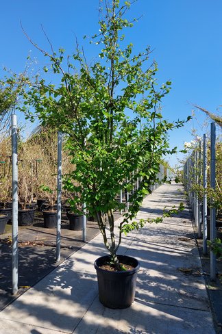 Eisenholzbaum 'Vanessa' - Mehrstämmig | Parrotia persica 'Vanessa'