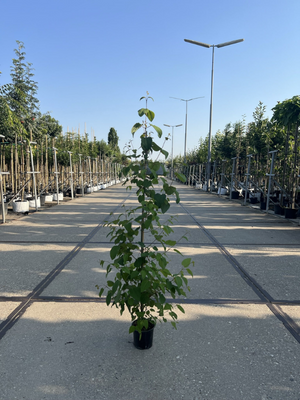 Bäume für kleinen Garten