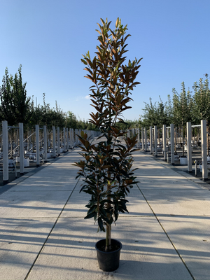 Immergrüne bäume für kleine gärten