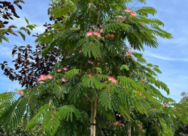 Schöne Bäume für den Garten