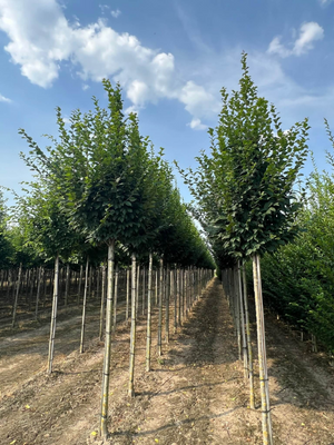 Hochstamm baum kaufen