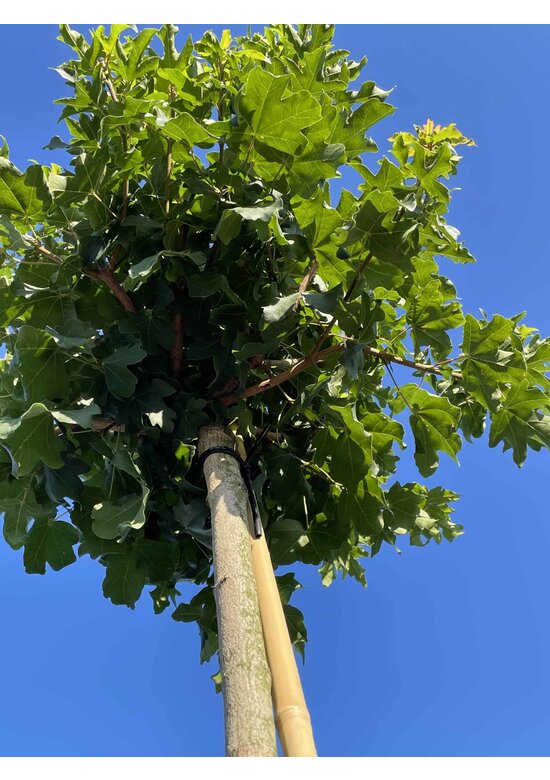 Kugel Feldahorn 'Annys Globe' | Acer campestre 'Annys Globe'