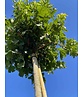 Kugel Feldahorn 'Annys Globe' | Acer campestre 'Annys Globe' Kugel Feldahorn 'Annys Globe' | Acer campestre 'Annys Globe'