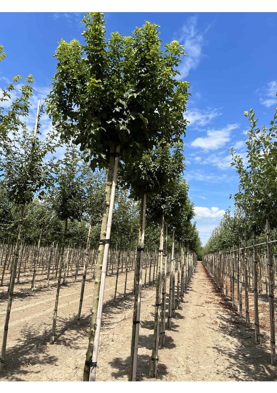 Kugel Feldahorn 'Annys Globe' | Acer campestre 'Annys Globe'