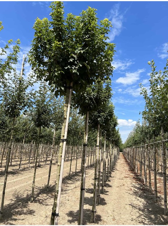 Kugel Feldahorn 'Annys Globe' | Acer campestre 'Annys Globe' Kugel Feldahorn 'Annys Globe' | Acer campestre 'Annys Globe'