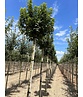 Kugel Feldahorn 'Annys Globe' | Acer campestre 'Annys Globe' Kugel Feldahorn 'Annys Globe' | Acer campestre 'Annys Globe'
