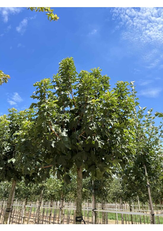 Kugel Feldahorn 'Annys Globe' | Acer campestre 'Annys Globe'